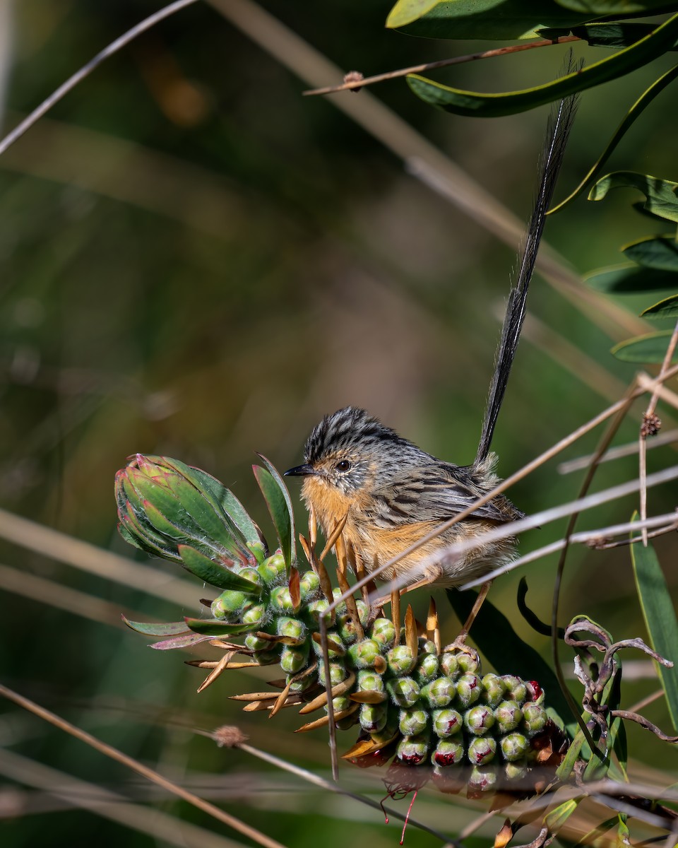 Southern Emuwren - Colin Wright