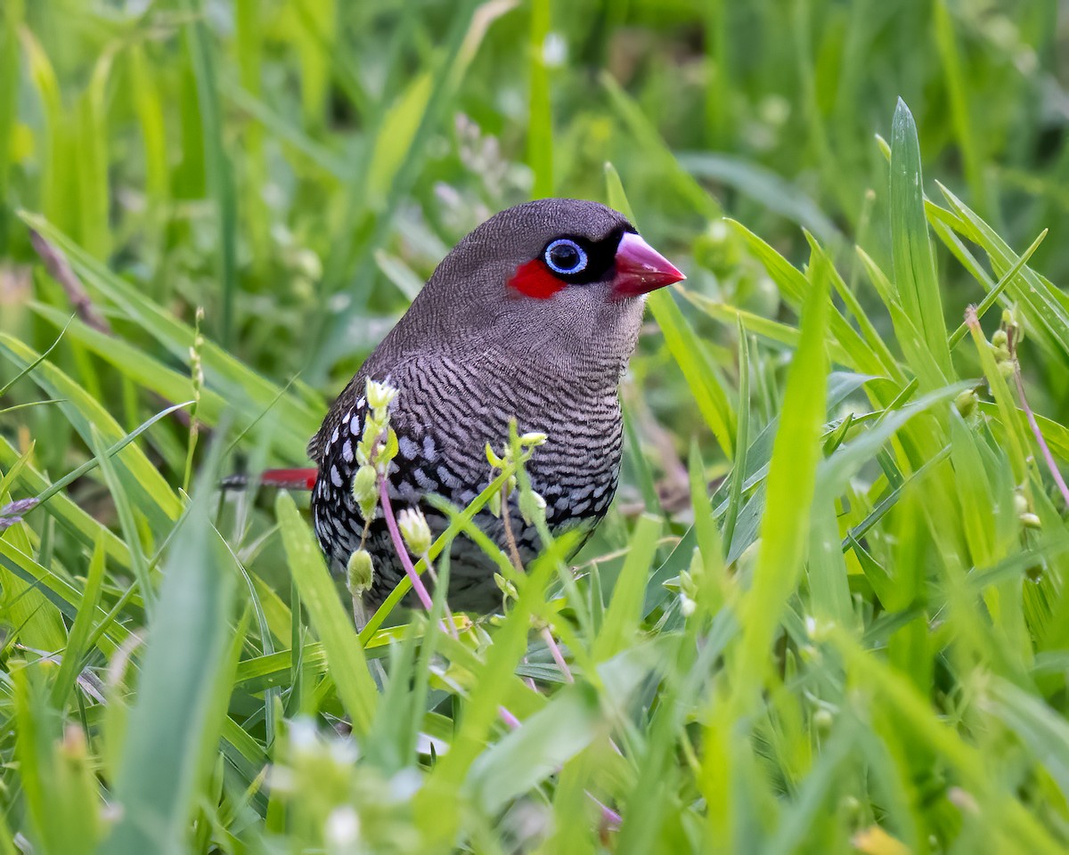 Red-eared Firetail - ML623745332