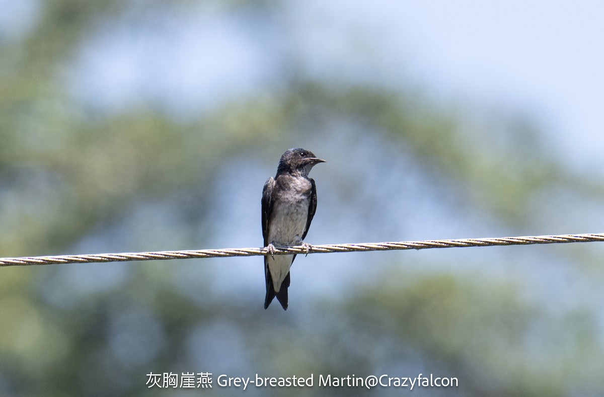 Gray-breasted Martin - Qiang Zeng