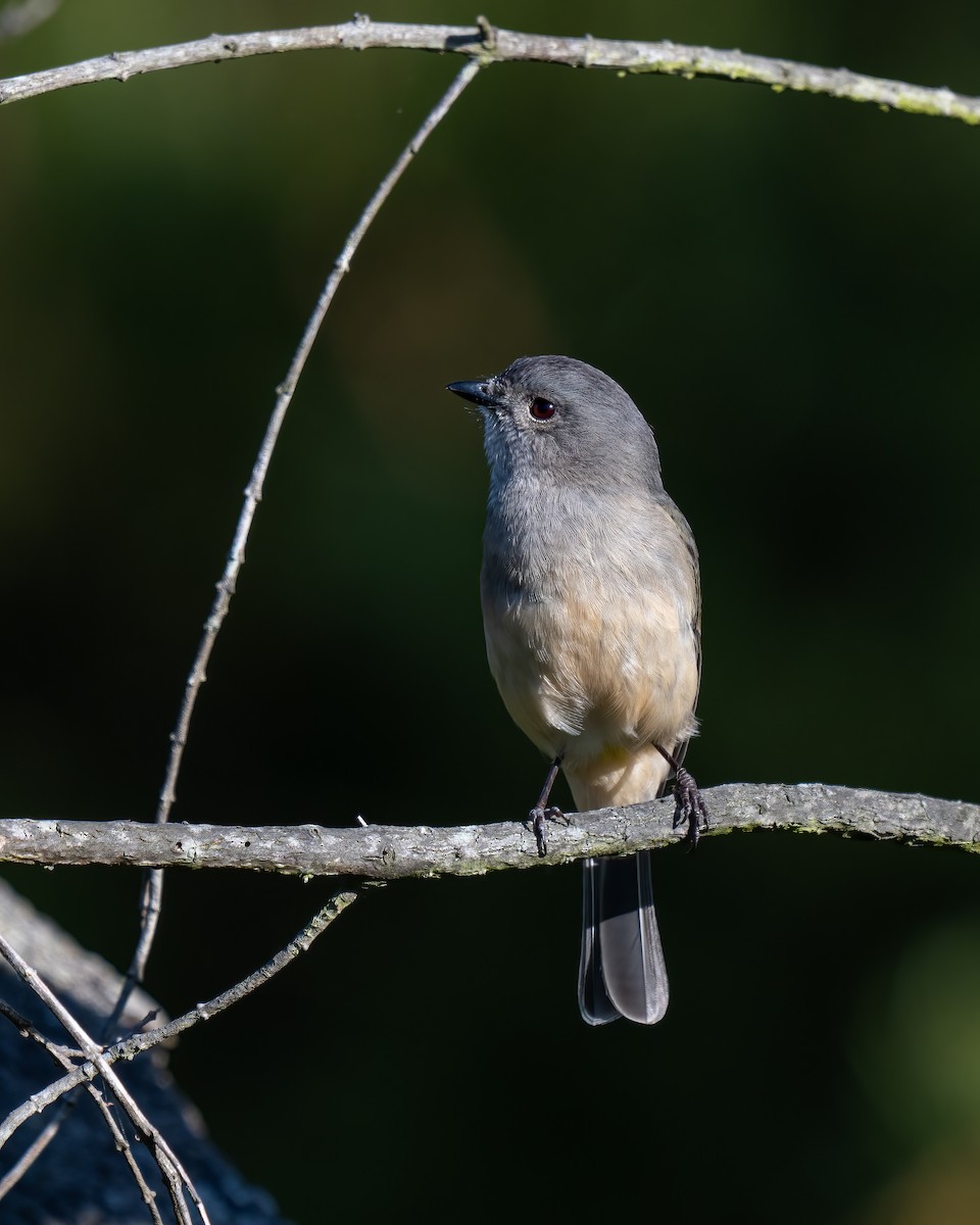 Golden Whistler (Western) - ML623745347