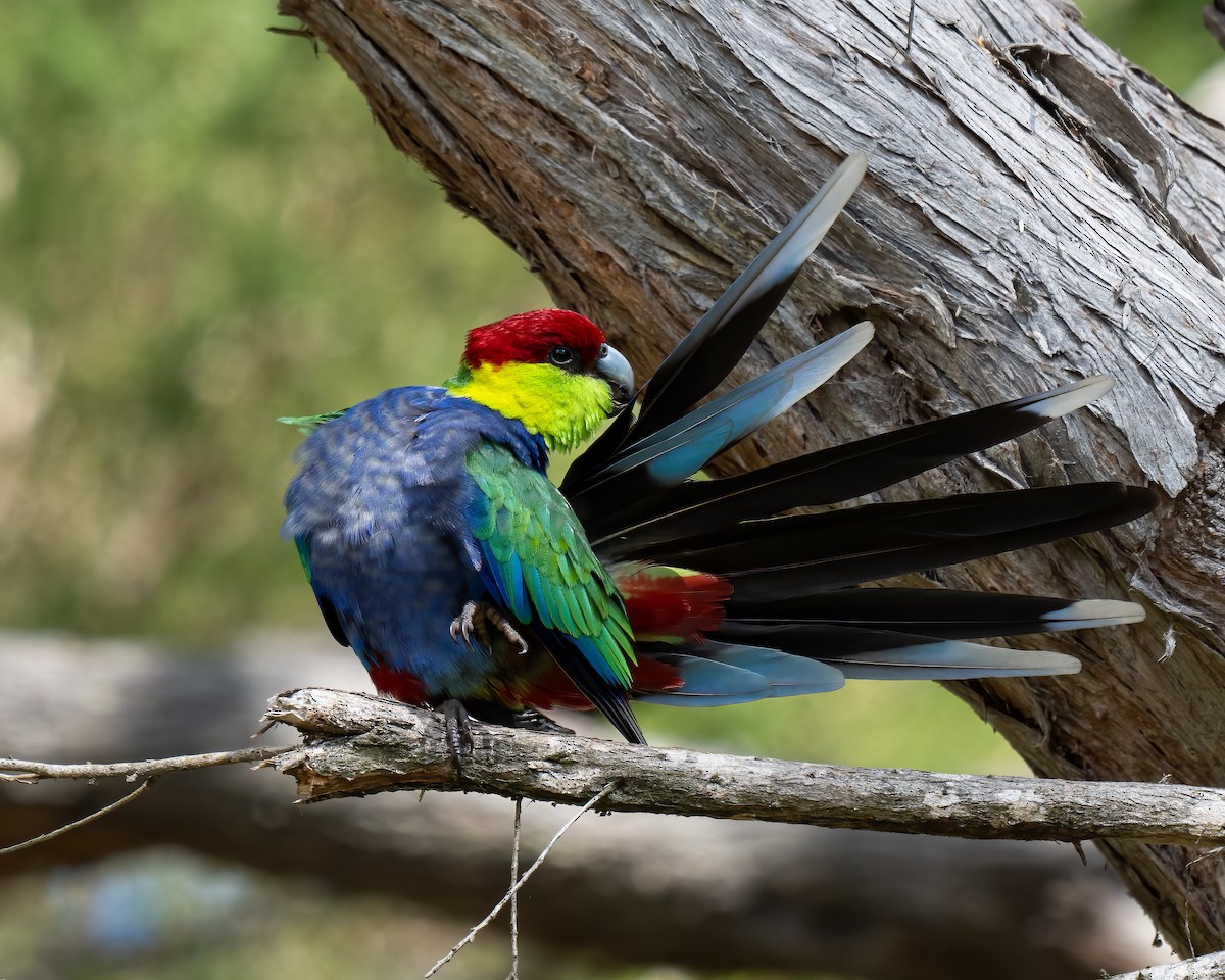 Red-capped Parrot - ML623745355