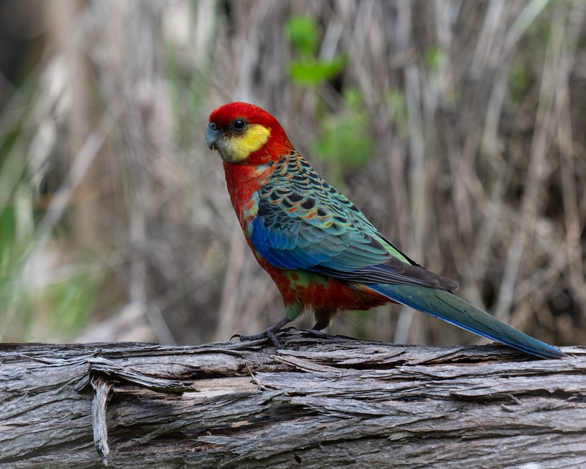 Western Rosella - ML623745358