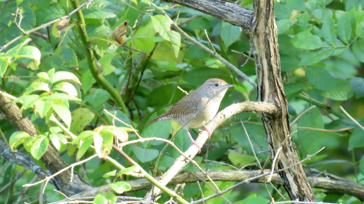 Chochín Criollo (grupo aedon) - ML623745402