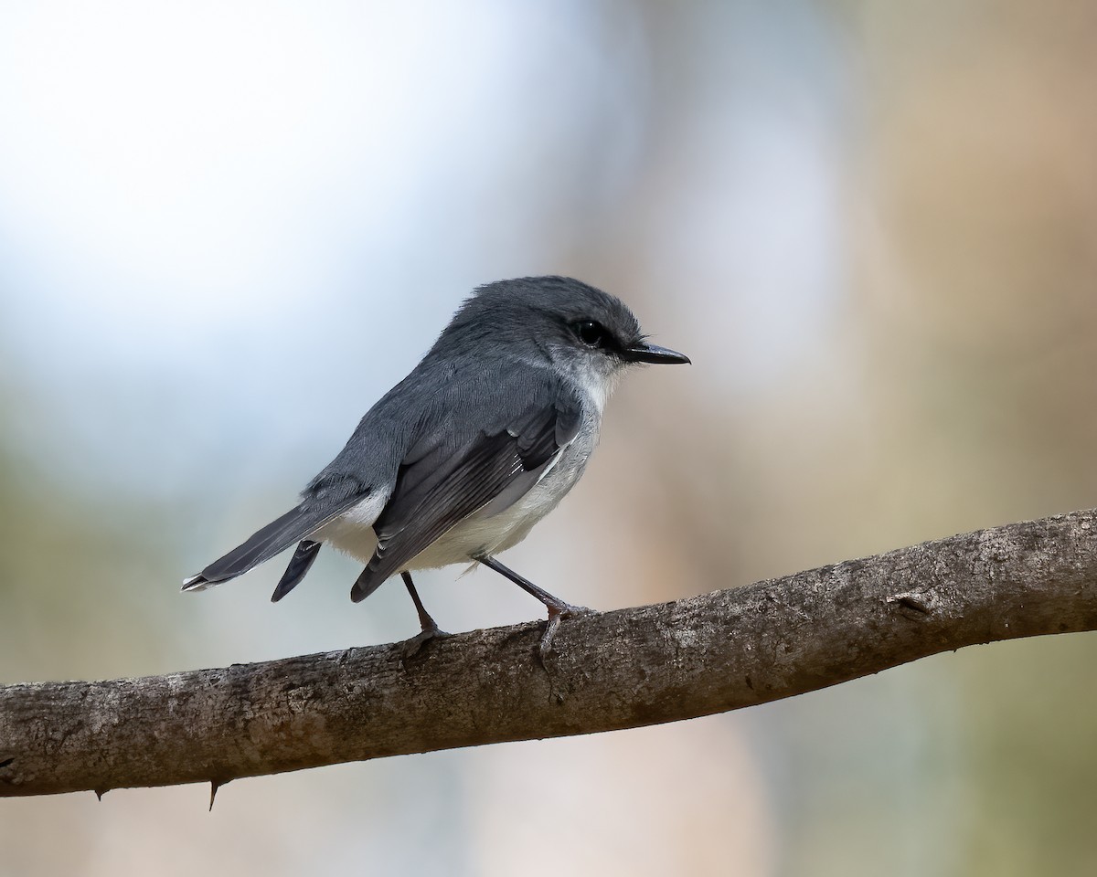 White-breasted Robin - ML623745449