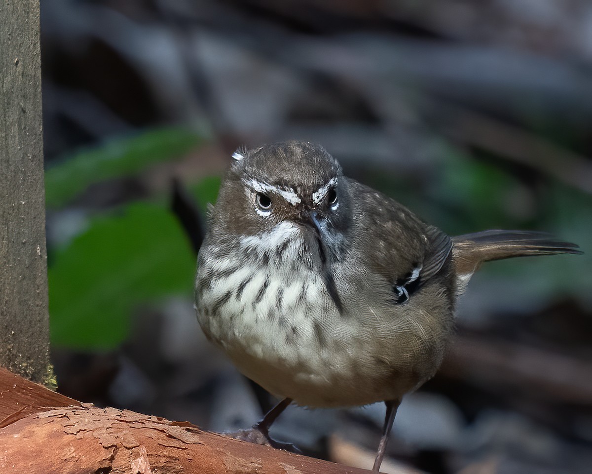 Spotted Scrubwren - ML623745455