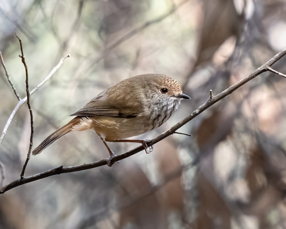 Inland Thornbill - ML623745462