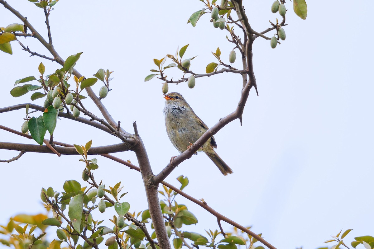 Japanese Bush Warbler - ML623745470