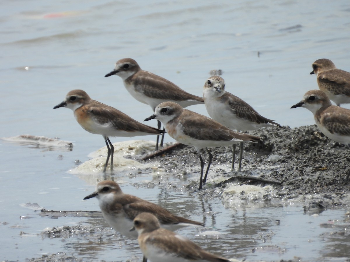 Tibetan Sand-Plover - ML623745473