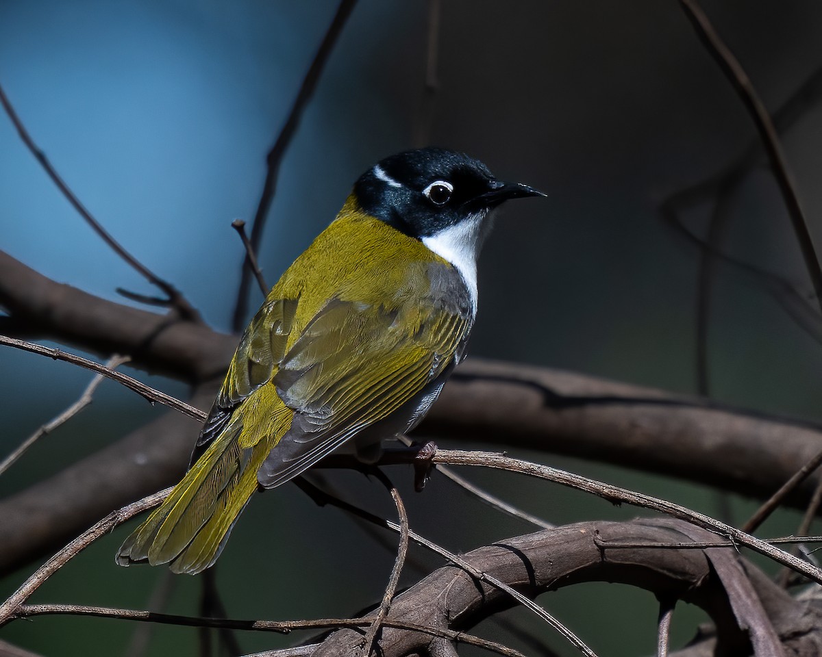 Gilbert's Honeyeater - ML623745474