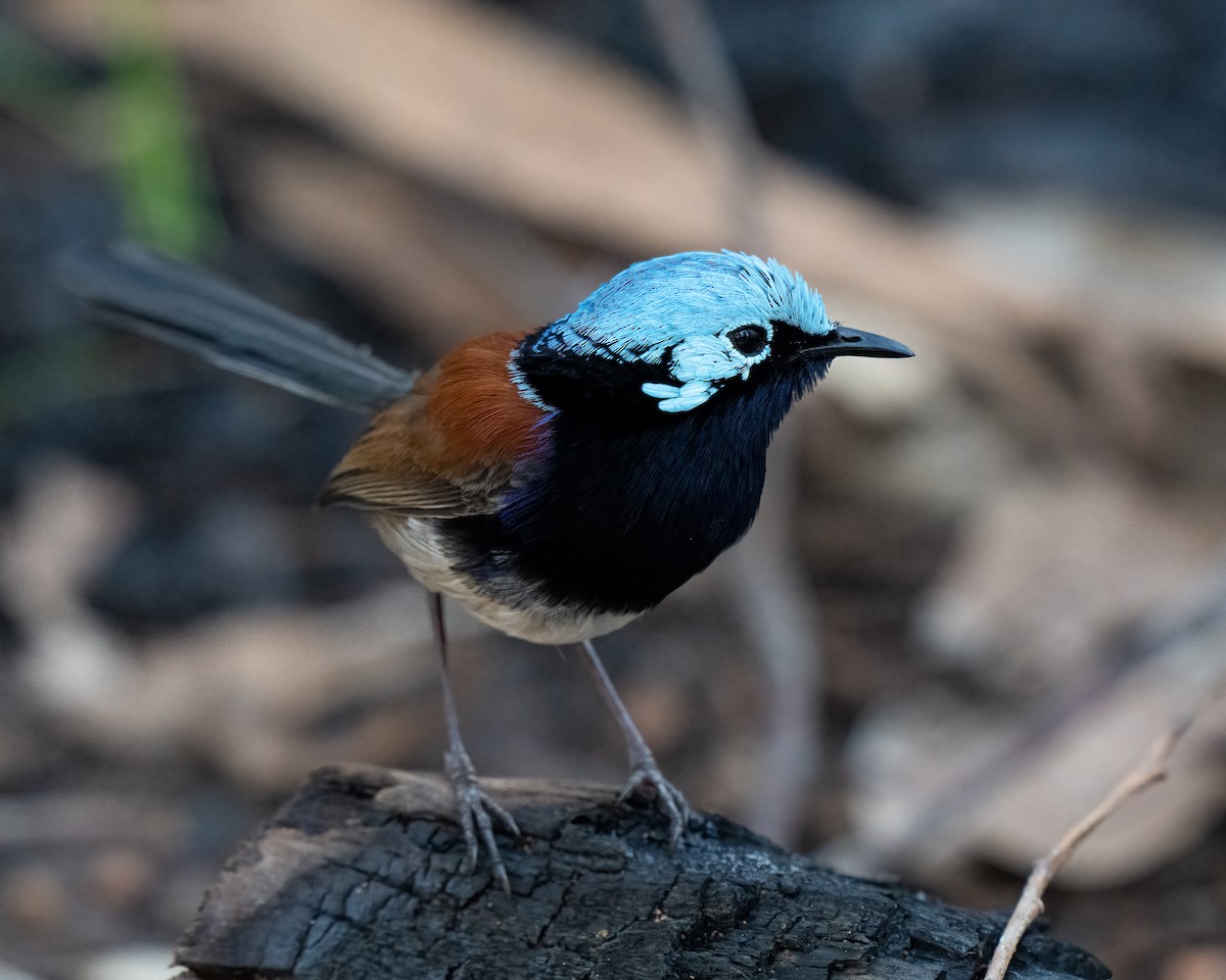 Red-winged Fairywren - ML623745495