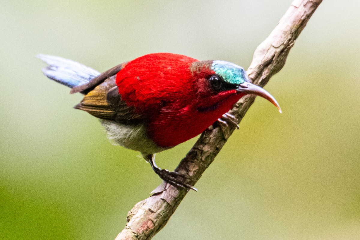 Crimson Sunbird - ML623745504