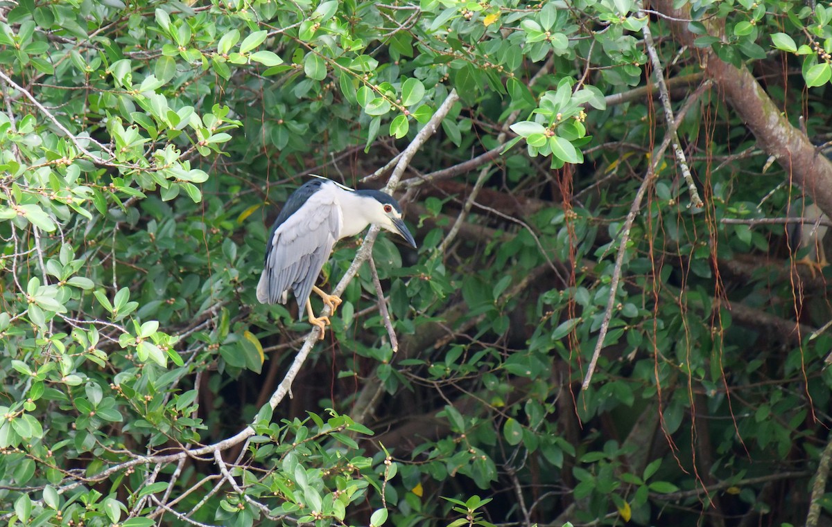 Black-crowned Night Heron - Shaun Chang