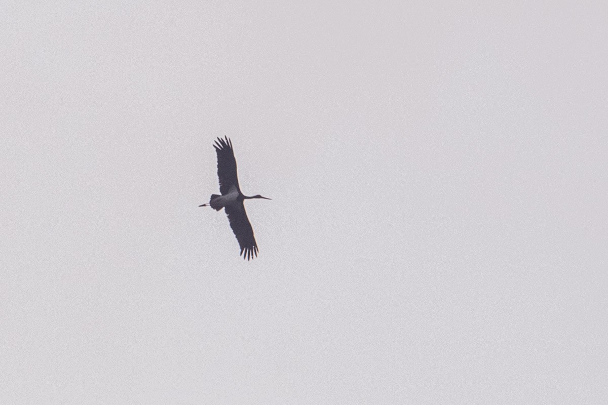 Black Stork - ML623745514