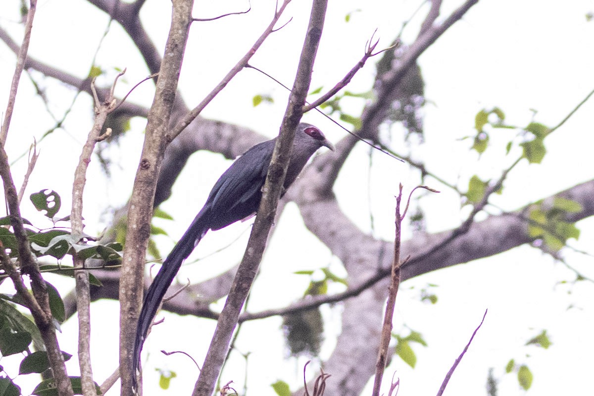 Green-billed Malkoha - ML623745524