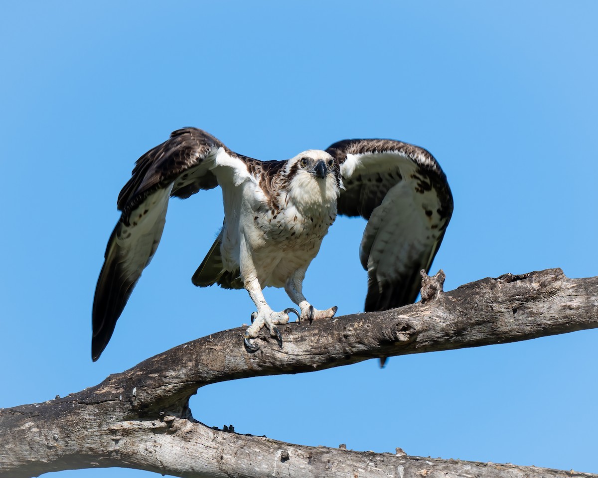 Osprey - ML623745540