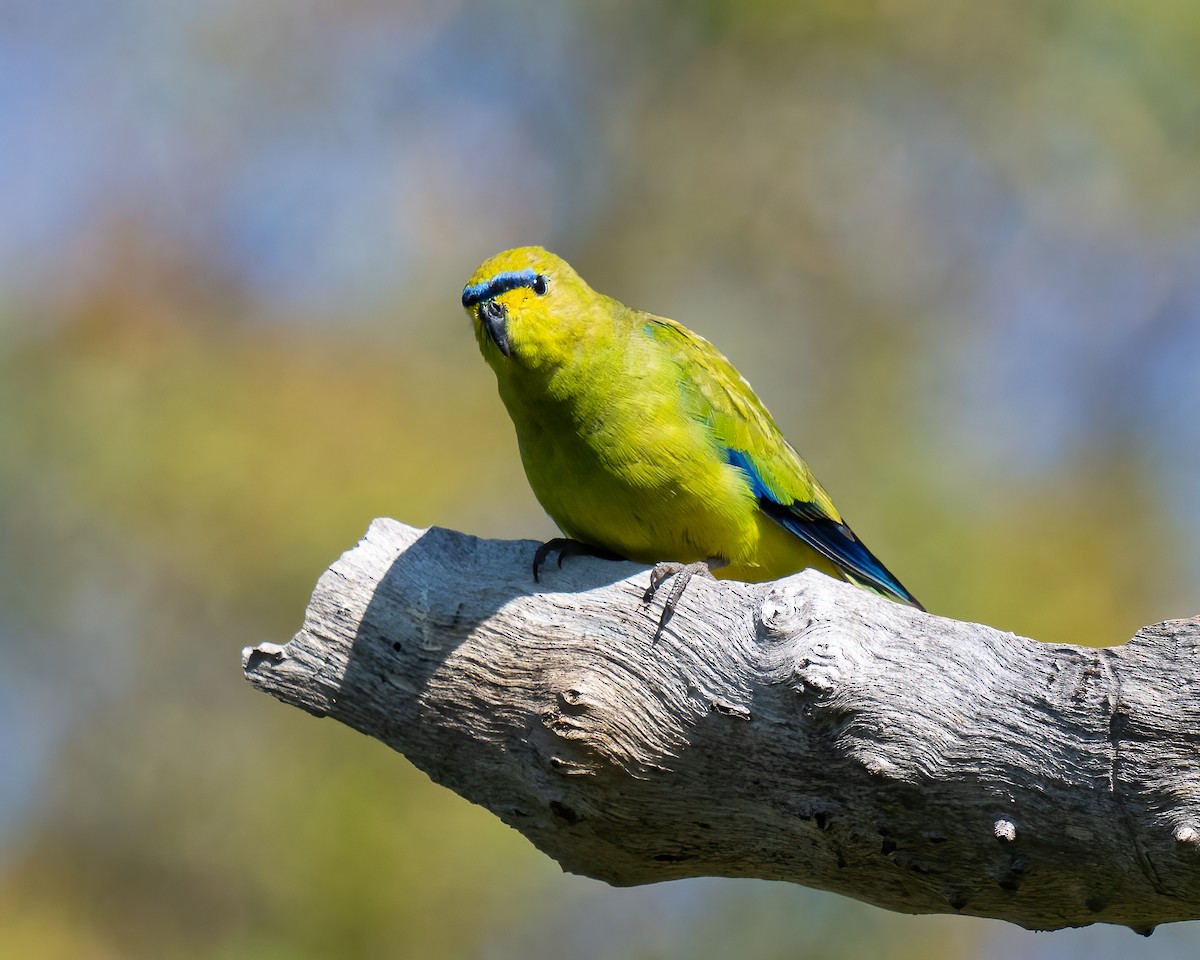 Elegant Parrot - ML623745544