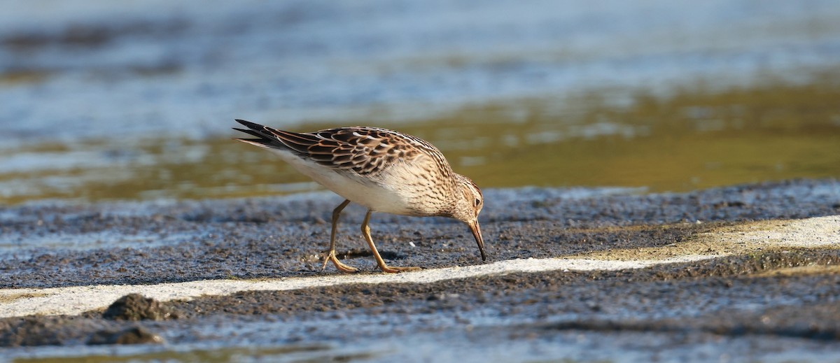 Pectoral Sandpiper - ML623745565