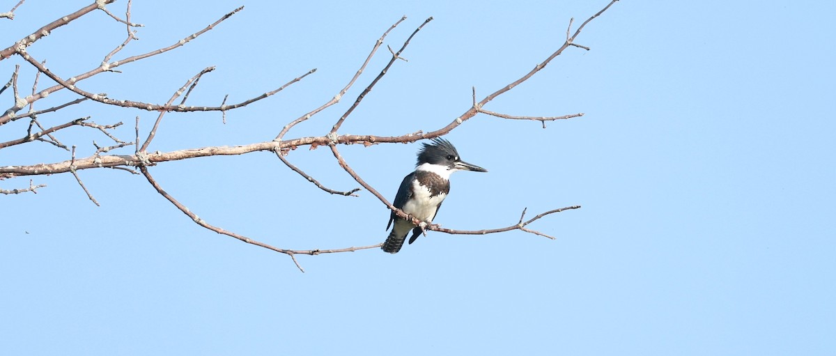 Belted Kingfisher - ML623745568