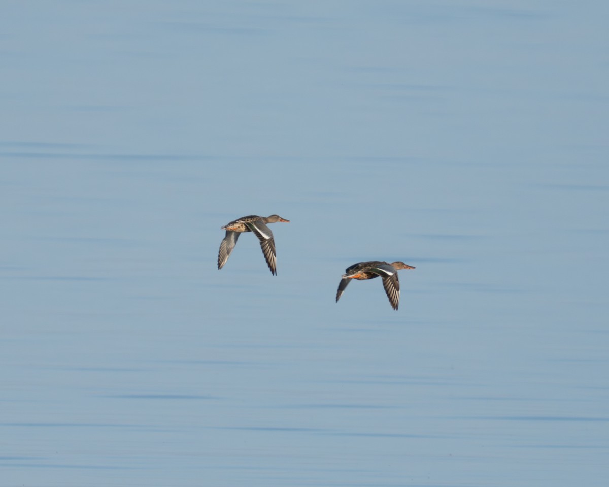 Northern Shoveler - ML623745569