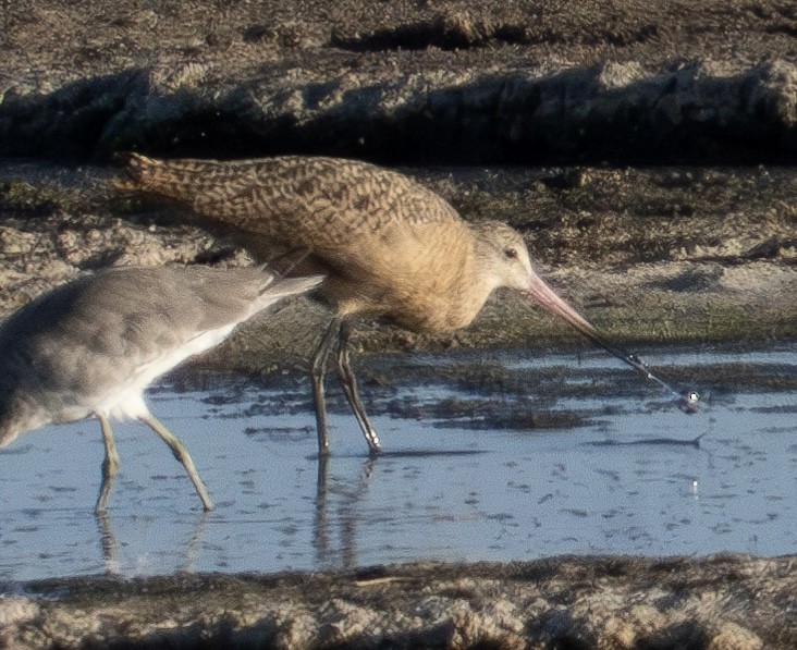 Marbled Godwit - ML623745574