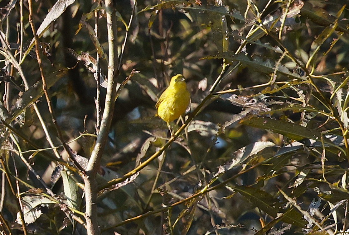 Yellow Warbler - ML623745590