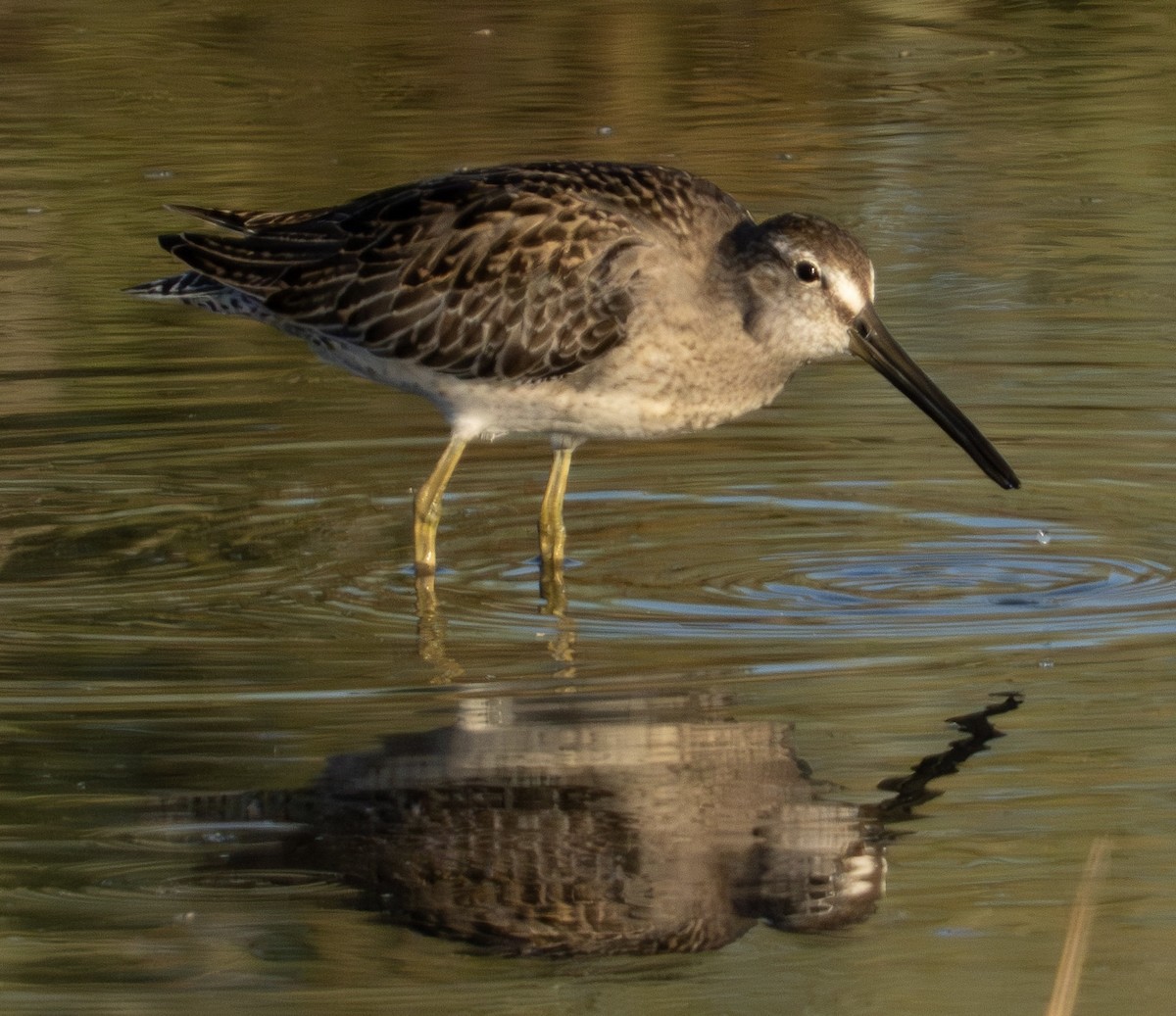 Long-billed Dowitcher - ML623745592