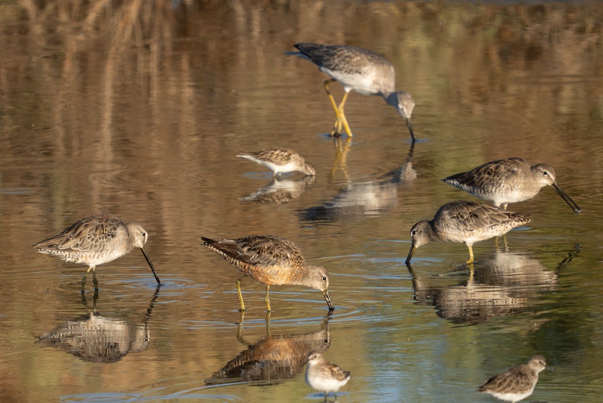 Long-billed Dowitcher - ML623745593