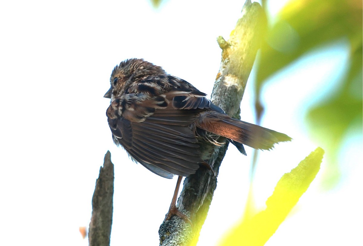 Song Sparrow - ML623745608