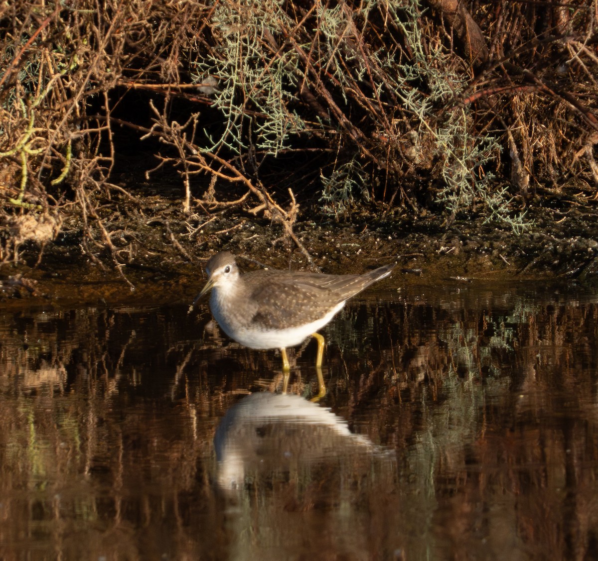 Solitary Sandpiper - ML623745609