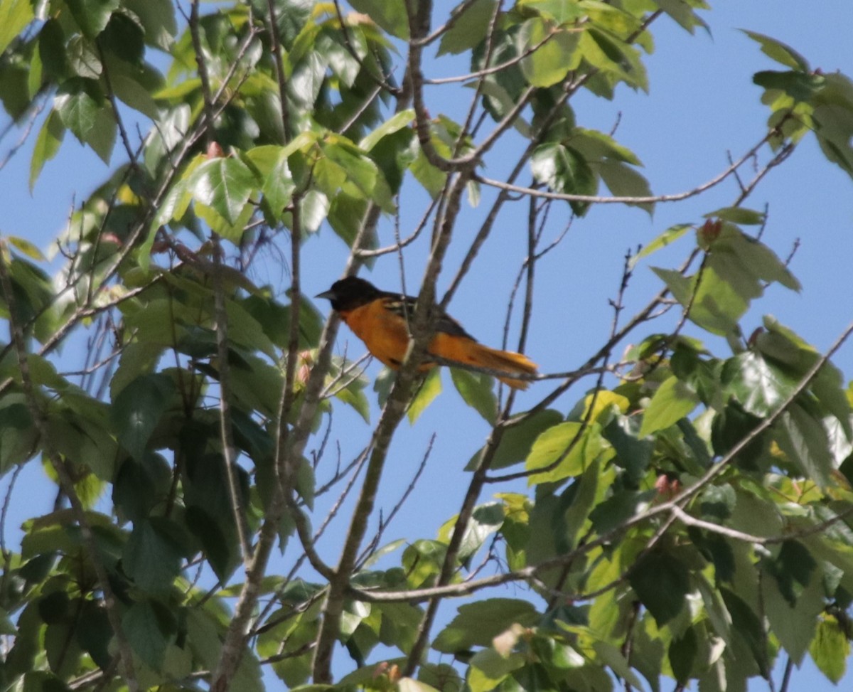 Baltimore Oriole - ML623745611