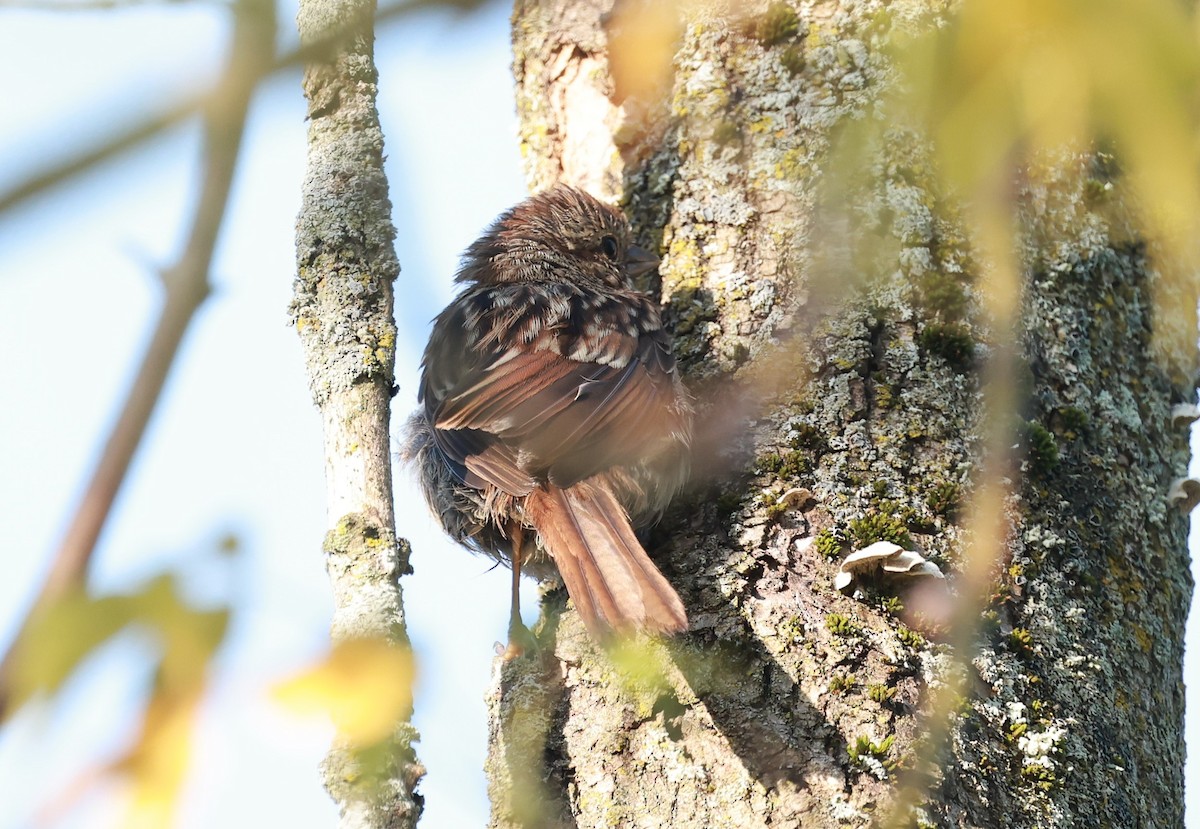 Song Sparrow - ML623745612