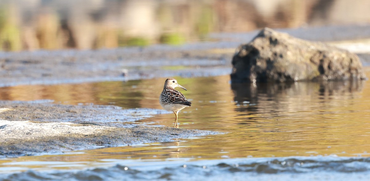 Pectoral Sandpiper - ML623745626