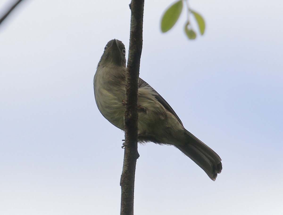 Cream-vented Bulbul - ML623745638