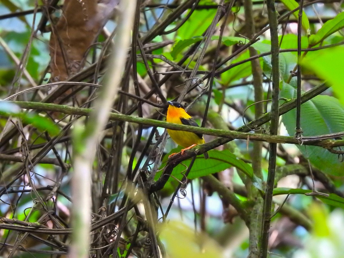 Orange-collared Manakin - ML623745655