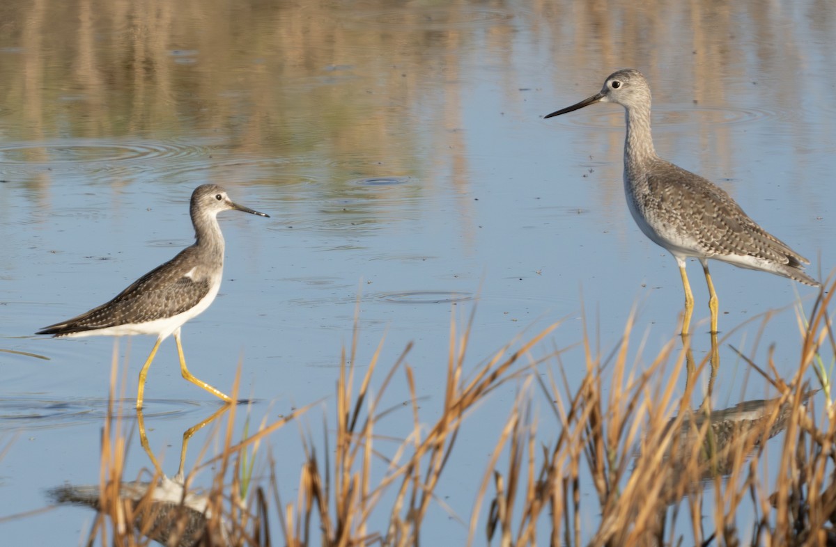 Lesser Yellowlegs - ML623745675