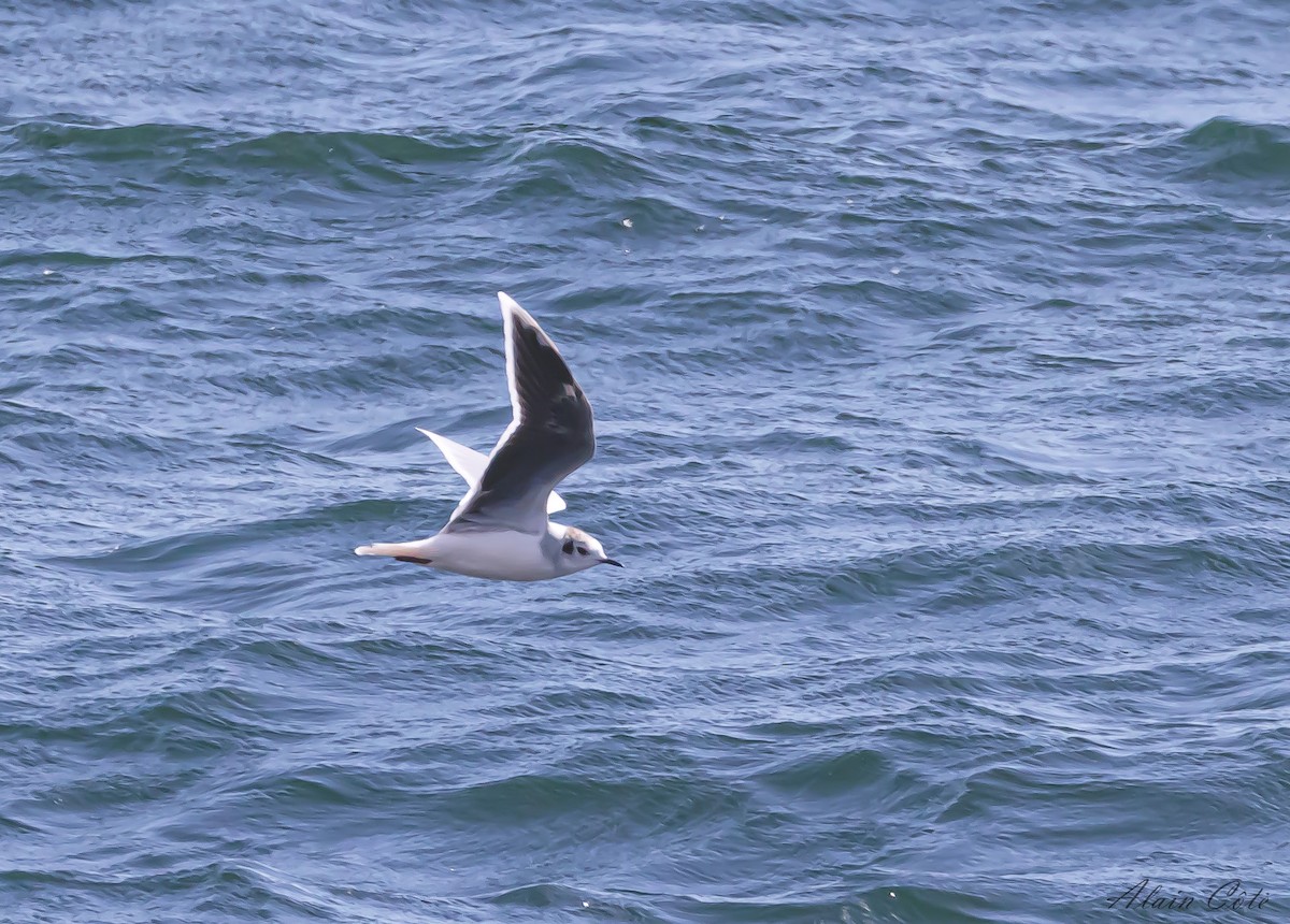 Little Gull - Alain Côté