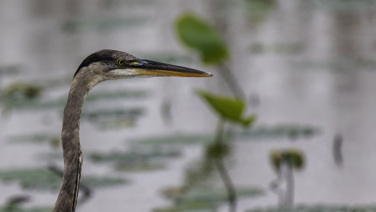 Great Blue Heron - ML623745677