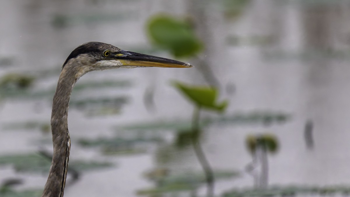 Great Blue Heron - Robert Tizard