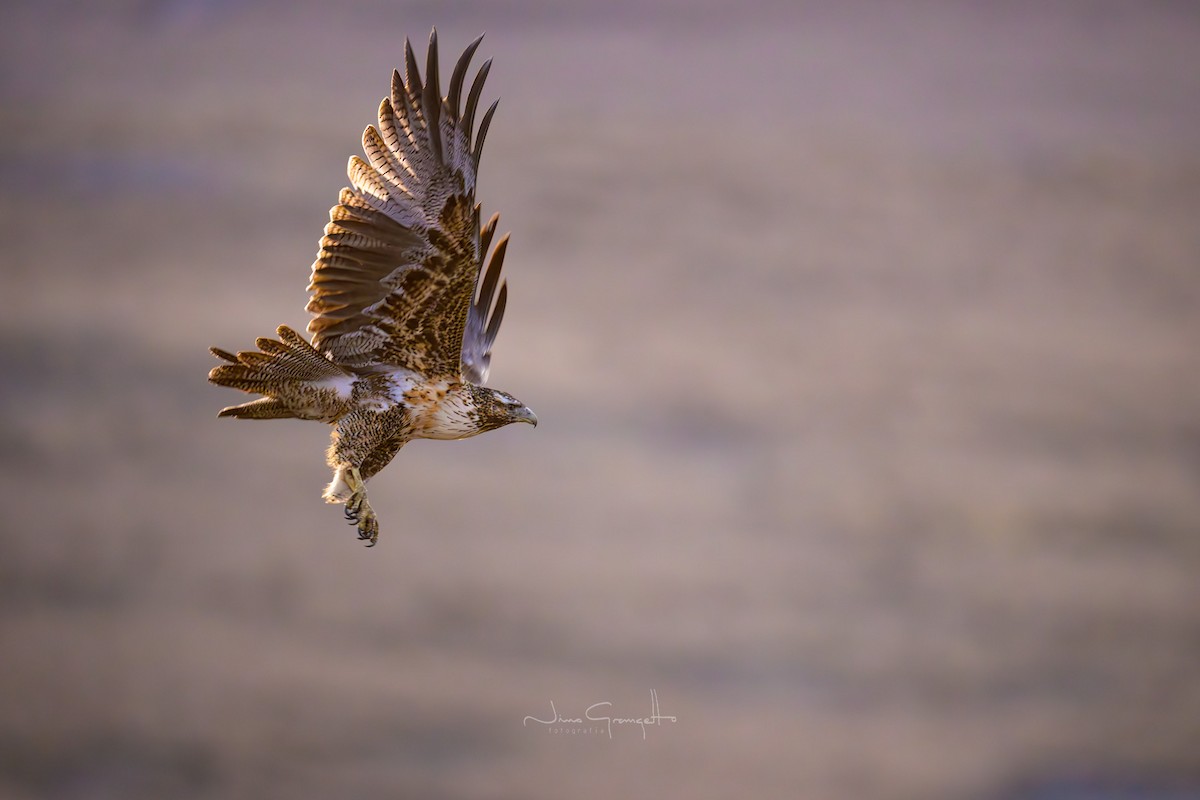 Black-chested Buzzard-Eagle - ML623745684