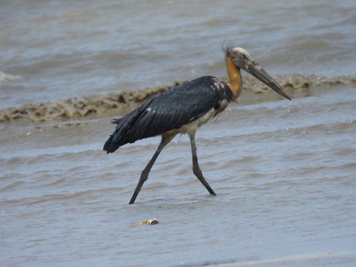 Lesser Adjutant - ML623745686