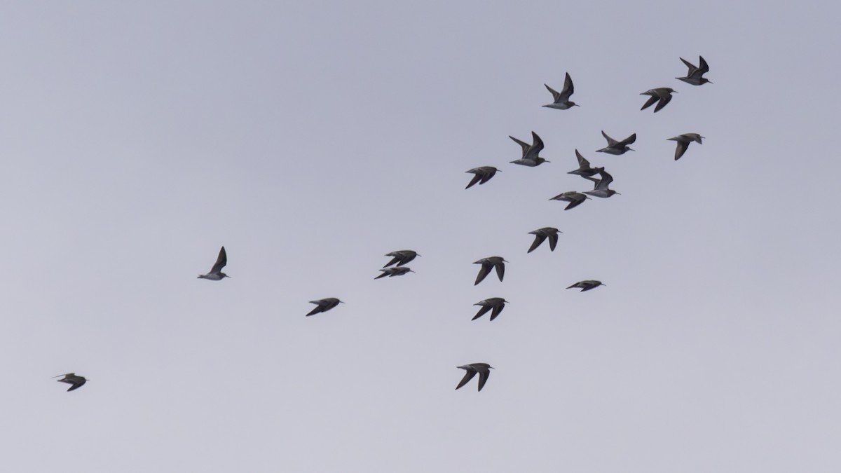 Pectoral Sandpiper - ML623745689