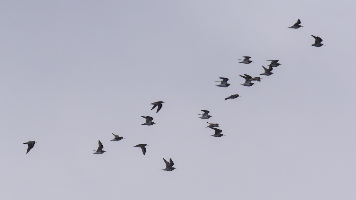 Pectoral Sandpiper - ML623745691