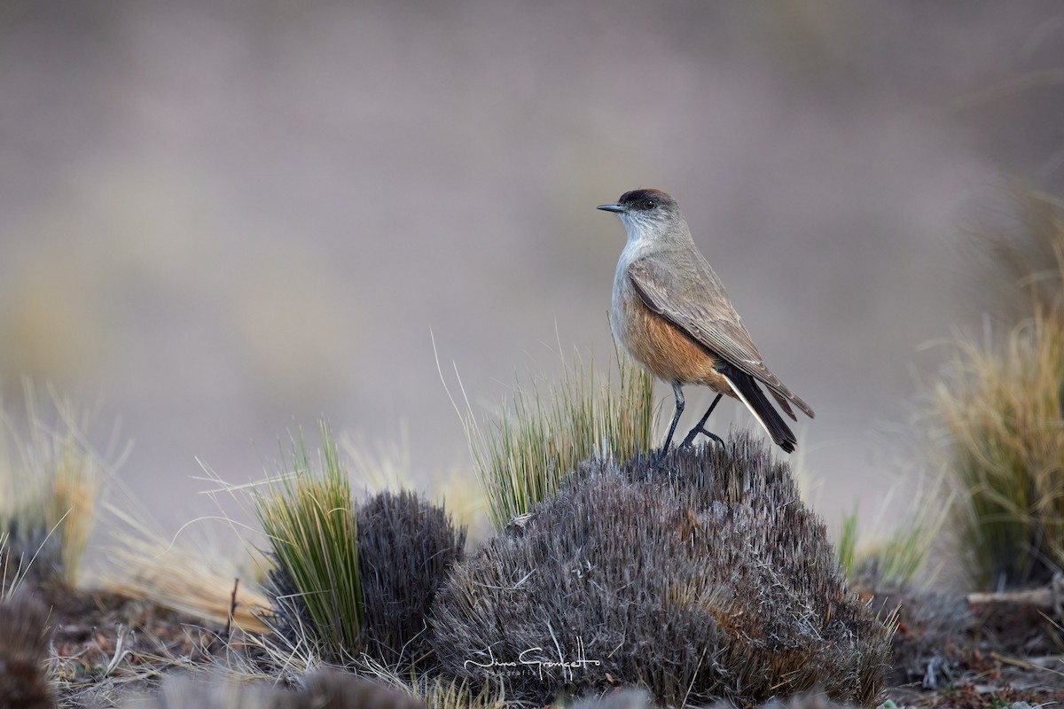 Cinnamon-bellied Ground-Tyrant - ML623745698