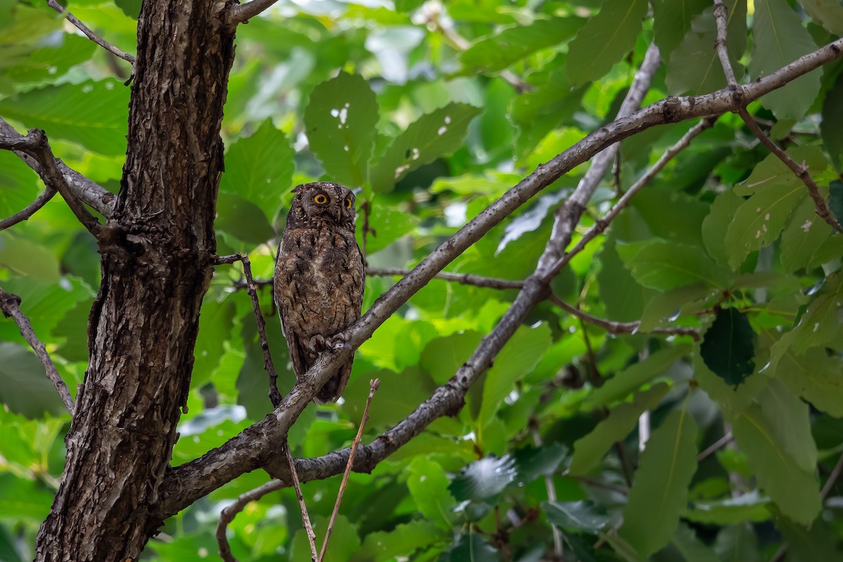 Oriental Scops-Owl - ML623745704