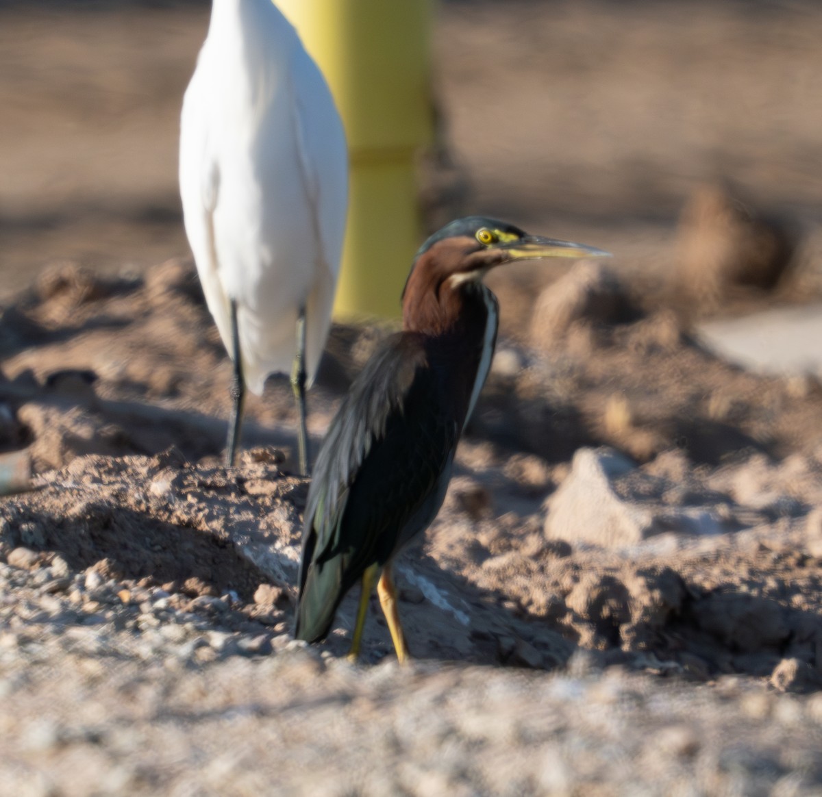 Green Heron - ML623745707