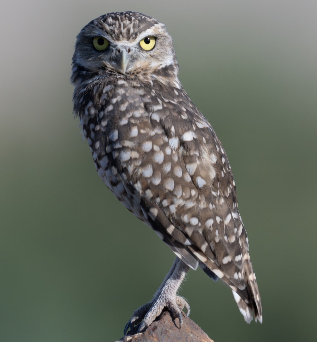 Burrowing Owl - ML623745725