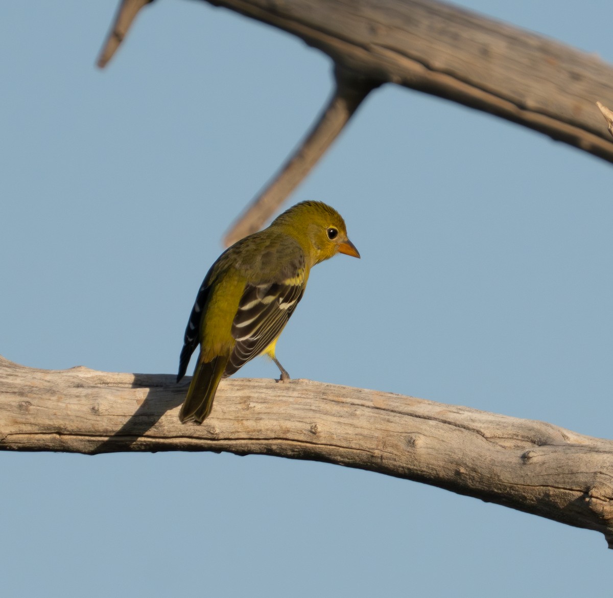 Western Tanager - ML623745732