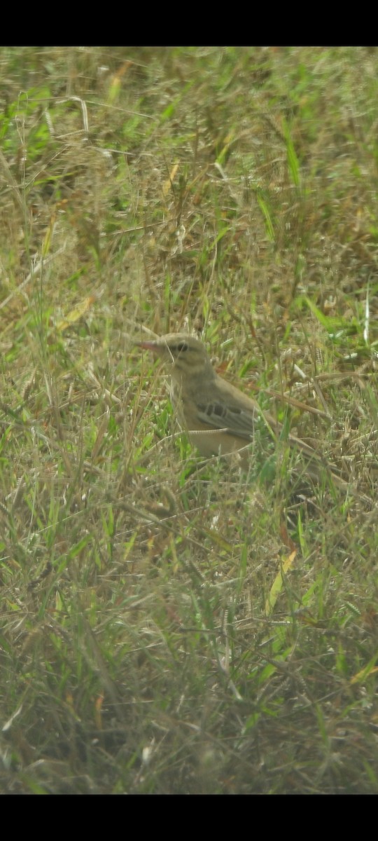 Tawny Pipit - ML623745733