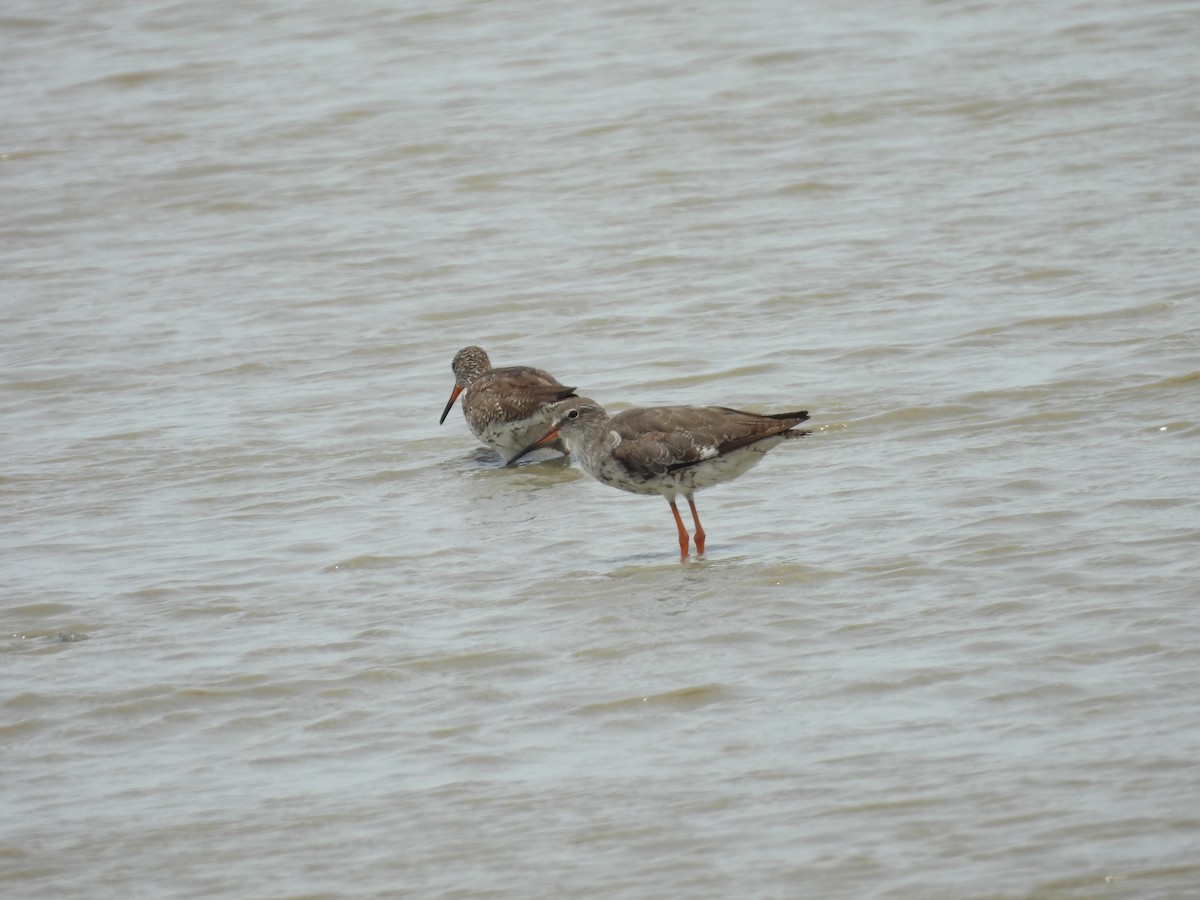 Common Redshank - ML623745734