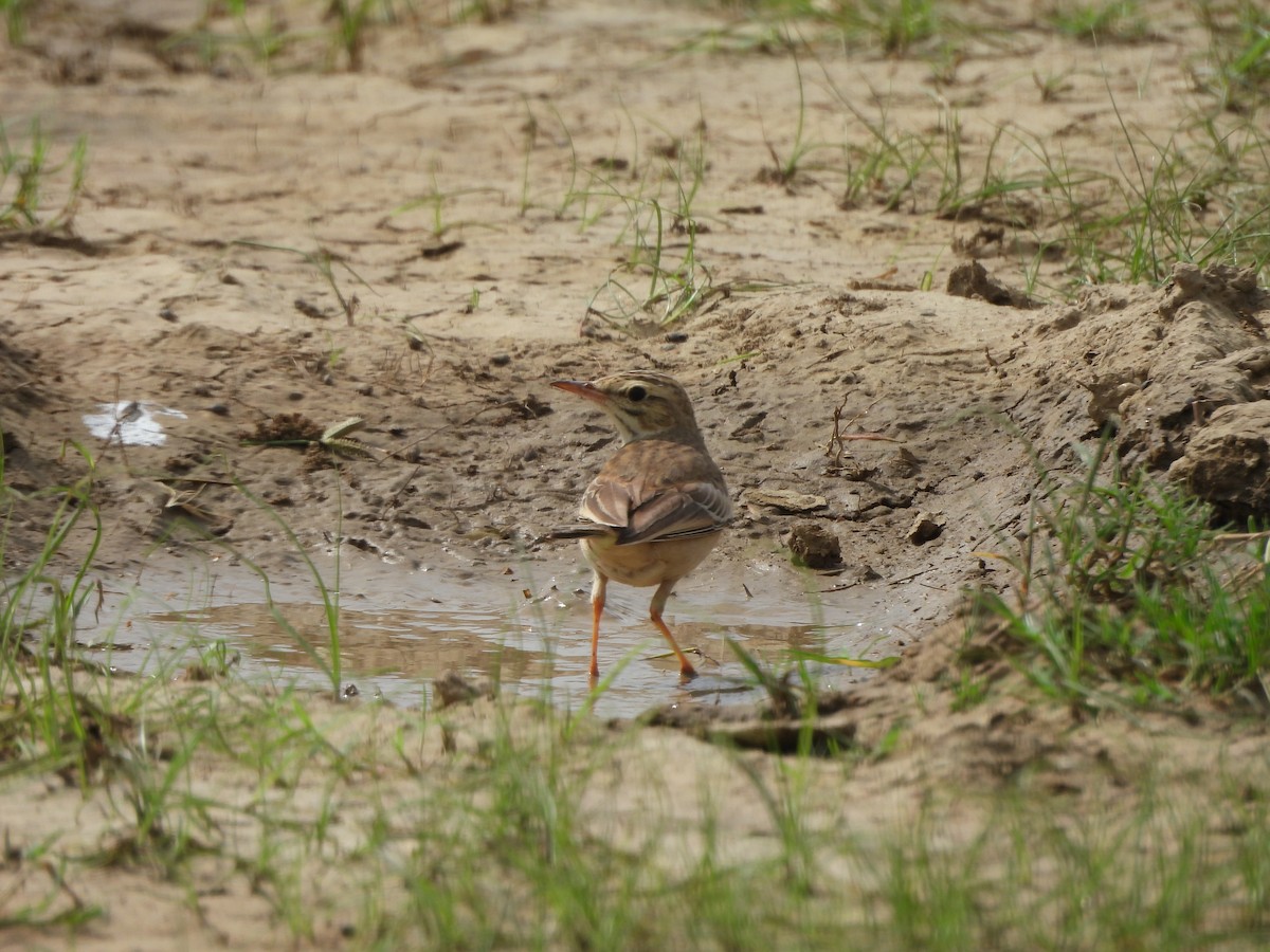 Paddyfield Pipit - ML623745746